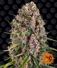 BFBC5 - BARNEY'S FARM - BLUE CHEESE FEM | 5 SAMEN