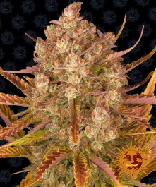 BF1001503 - BARNEY'S FARM - DOS SI DOS AUTO FEM | 3 SAMEN