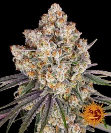 BFICCF05 - BARNEY'S FARM - ICE CREAM CAKE FEM | 5 SAMEN