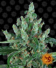 BFLB3 - BARNEY'S FARM - LAUGHING BUDDHA FEM | 3 SAMEN