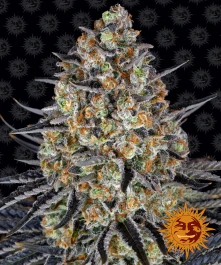 BFLSD3 - BARNEY'S FARM - LSD FEM | 3 SAMEN