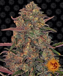 BFPC3 - BARNEY'S FARM - PINEAPPLE CHUNK FEM | 3 SAMEN