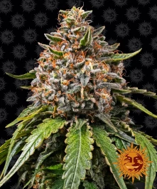 BF2005803 - BARNEY'S FARM - WHITE WIDOW XXL FEM | 3 SAMEN