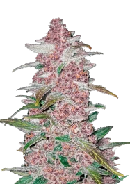 FBS03F9015 - SCHNELLE KNOSPEN - BROMBEERE AUTO | 3 SAMEN