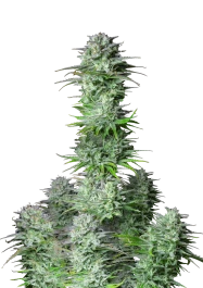FBS01F9043 - FAST BUDS - KOSHER CAKE AUTO FEM | 1 SAMEN