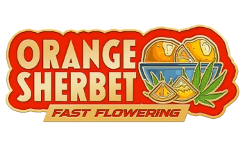 FBFFNA30003 - SCHNELL KNOSPEN - ORANGE SORBET SCHNELL BLÜHENDE FEM | 3 SAMEN