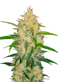 FBS01F9022 - SCHNELLE KNOSPEN - ZKITTLEZ AUTO | 1 SAMEN