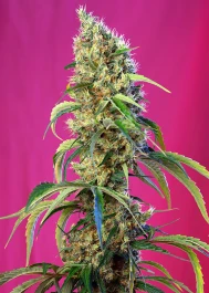 SWBJCP5 - SÜSSE SAMEN - BLACK JACK CBD FEM (SWS68) | 5+2 SAMEN