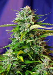 SWAJ475 - SWEET SEEDS - JACK 47 AUTO® FEM (SWS31) | 5+2 SEEDS Verfügbar solange der Vorrat reicht