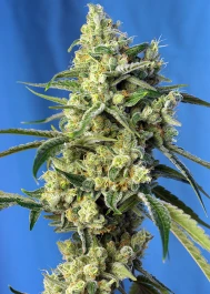 SWSAHP5 - SÜSSE SAMEN - SWEET AMNESIA HAZE® FEM (SWS72) | 5+2 SAMEN