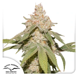 DP13472 - DUTCH PASSION - AUTO SFV OG FEM | 7 SAMEN