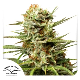 DP7212 - DUTCH PASSION - AUTO WHITE WIDOW FEM | 1 SEED Verfügbar solange der Vorrat reicht