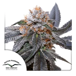 DP13932 - HOLLÄNDISCHE LEIDENSCHAFT - BLAU ZUSHI FEM | 3 SAMEN