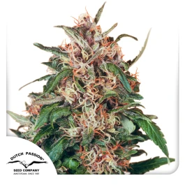 DP0332 - DUTCH PASSION - HOLLANDS HOPE FEM | 3 SAMEN