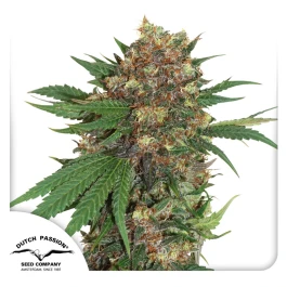 DP1952 - DUTCH PASSION - MASTER KUSH FEM | 5 SAMEN