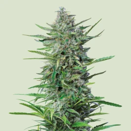 RQSFEMPP003 - ROYAL QUEEN SEEDS - PURPLE PUNCH FEM | 3 SAMEN