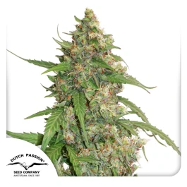 DP9172 - DUTCH PASSION - CBD AUTO COMPASSION LIME FEM | 7 SEEDS Verfügbar solange der Vorrat reicht