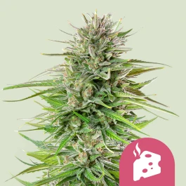 RQSFEM3024 - ROYAL QUEEN SEEDS - BLUE CHEESE FEM | 3 SAMEN