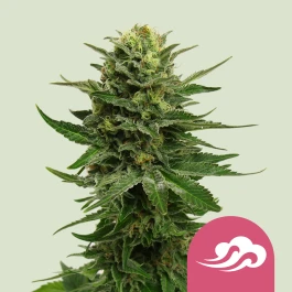 RQSFEM03007 - ROYAL QUEEN SEEDS - BLUE MYSTIC FEM | 3 SAMEN