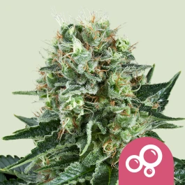 RQSFEM100023 - ROYAL QUEEN SEEDS - BUBBLE KUSH FEM | 100 SAMEN