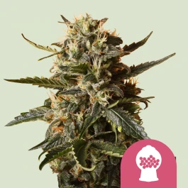 RQSFEM01018 - ROYAL QUEEN SEEDS - BUBBLEGUM XL FEM | 1 SAMEN