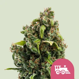 RQSFEM03028 - ROYAL QUEEN SEEDS - CANDY KUSH EXPRESS FAST FEM | 3 SAMEN