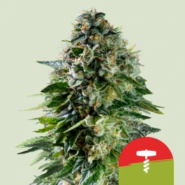 RQSAUT005089 - ROYAL QUEEN SEEDS - CORKSCREW AUTO FEM (TYSON SEEDS) | 5 SEEDS