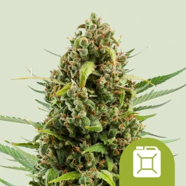 RQSAUT05016 - ROYAL QUEEN SEEDS - DIESEL AUTOMATIC FEM | 5 SEEDS