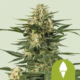 RQSAUT03052 - ROYAL QUEEN SEEDS - GREEN ICE CREAM AUTOMATIC (USA PREMIUM) | 3 SEEDS