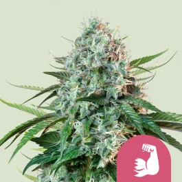 RQSFEM10039 - ROYAL QUEEN SEEDS - HULKBERRY FEM (USA PREMIUM) | 10 SEEDS