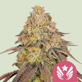 RQSFEM05044 - ROYAL QUEEN SEEDS - LEGENDARY OG PUNCH FEM (USA PREMIUM) | 5 SEEDS