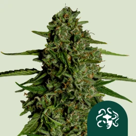 RQSF1AUT005071 - ROYAL QUEEN SEEDS - JELLYFISH F1 AUTOFLOWERING | 5 SAMEN