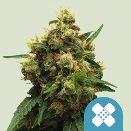 RQSCBD05006 - ROYAL QUEEN SEEDS - PAINKILLER XL CBD FEM | 5 SEEDS