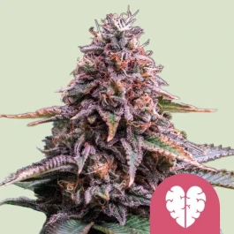 RQSFEM003095 - ROYAL QUEEN SEEDS - PINK MIST FEM | 3 SAMEN