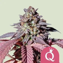 RQSFEM01037 - ROYAL QUEEN SEEDS - PURPLE QUEEN FEM (USA PREMIUM) | 1 SEED
