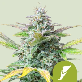 RQSAUT10003 - ROYAL QUEEN SEEDS - QUICK ONE AUTO FEM | 10 SAMEN