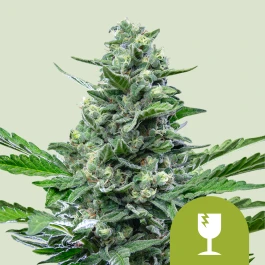 RQSAUT01005 - ROYAL QUEEN SEEDS - ROYAL CRITICAL AUTOMATIC FEM | 1 SAMEN
