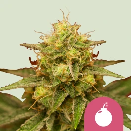 RQSFEM01035 - ROYAL QUEEN SEEDS - ROYAL DOMINA FEM | 1 SAMEN