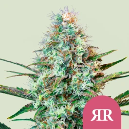 RQSFEM005053 - ROYAL QUEEN SEEDS - ROYAL RUNTZ FEM (USA PREMIUM) | 5 SEEDS