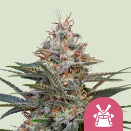 RQSFEM5048 - ROYAL QUEEN SEEDS - SHOGUN FEM | 5 SAMEN