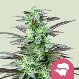 RQSFEM10009 - ROYAL QUEEN SEEDS - SKUNK XL FEM | 10 SAMEN