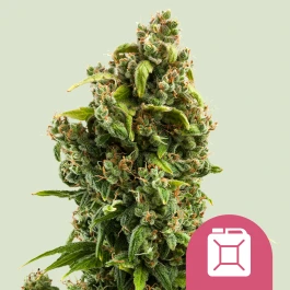RQSFEM03021 - ROYAL QUEEN SEEDS - SOUR DIESEL FEM | 3 SAMEN