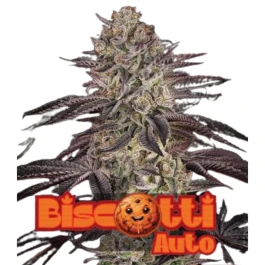 GHSCBSTA003 - GREEN HOUSE SEED CO. - AUTO FEM | 3 SAMEN