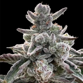 SILS026F05 - SILENT SEEDS - POLAR GELATO FEM | 5 SAMEN