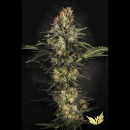 PS0426 - PARADIES SAMEN - ORIGINAL WHITE WIDOW IBL | 5 SAMEN