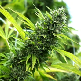HS001F0005 - HUMBOLDT SEED ORGANISATION - BANANA SAPPHIRE FEM | 5 SEEDS