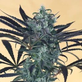 HS019F0010 - HUMBOLDT SEED ORGANISATION - BLUEBERRY HEADBAND FEM | 10 SAMEN