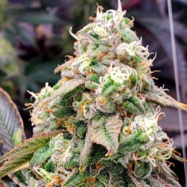 HS022F005 - HUMBOLDT SEED ORGANISATION - GUSHERS FAST FLOWERING FEM | 5 SEEDS