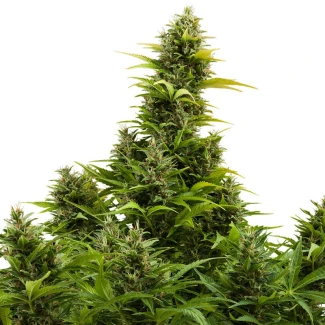 BSBMKAF10 - BUDDHA SEEDS - MEDIKIT AUTO FEM | BLISTER 1x10 SEEDS