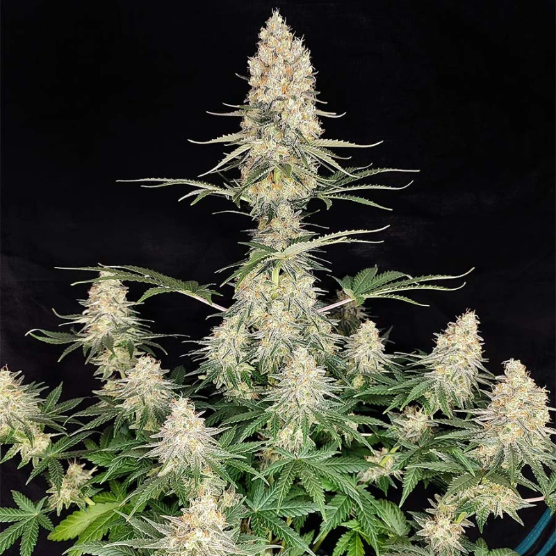 BSBQF5 - BUDDHA SEEDS - QUASAR FEM | BLISTER 1x10 SEEDS
